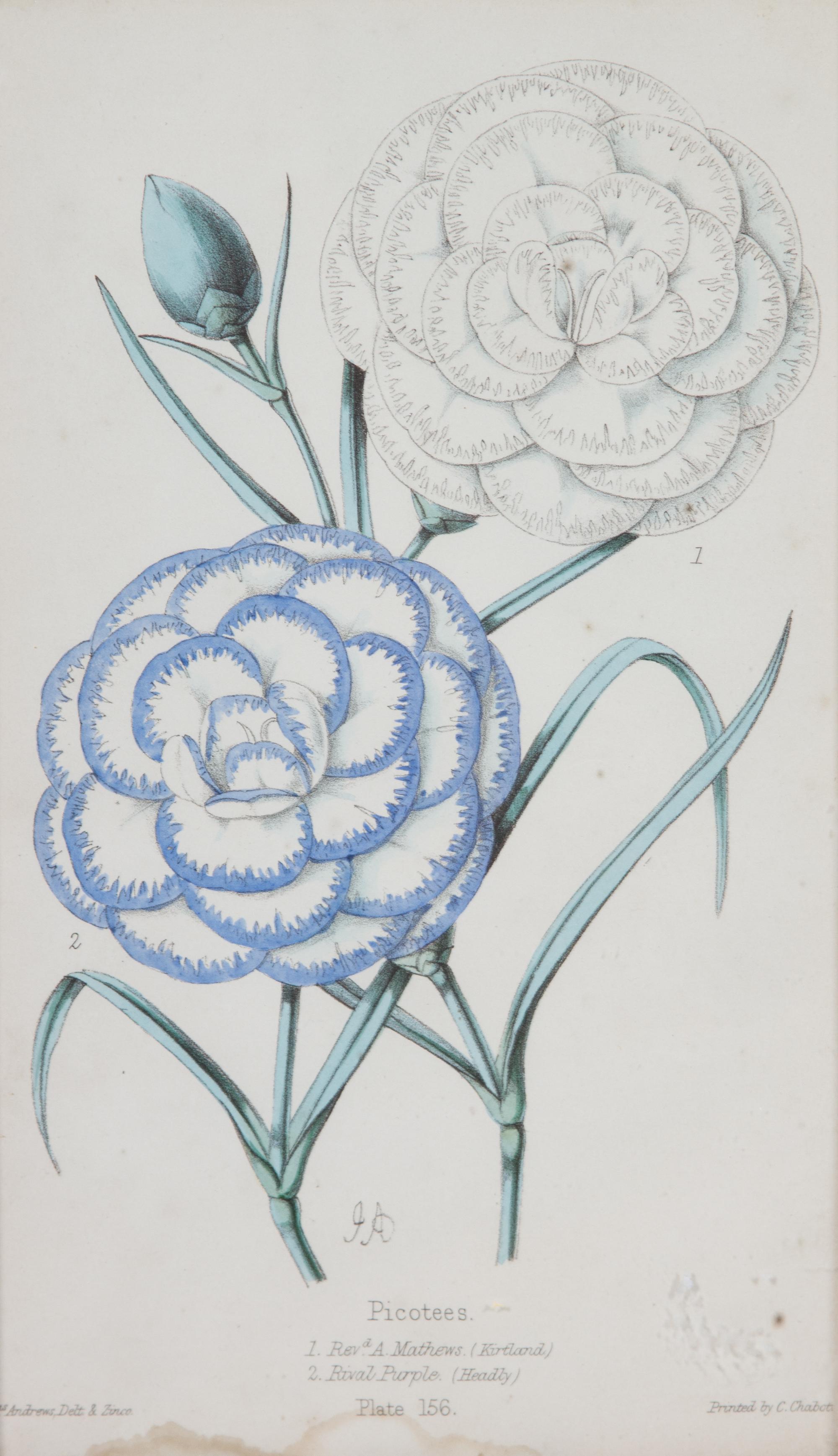 A Group of Seven Botanical Lithographs Height of each plate 8 x width 5 inches. — 20TH CENTURY