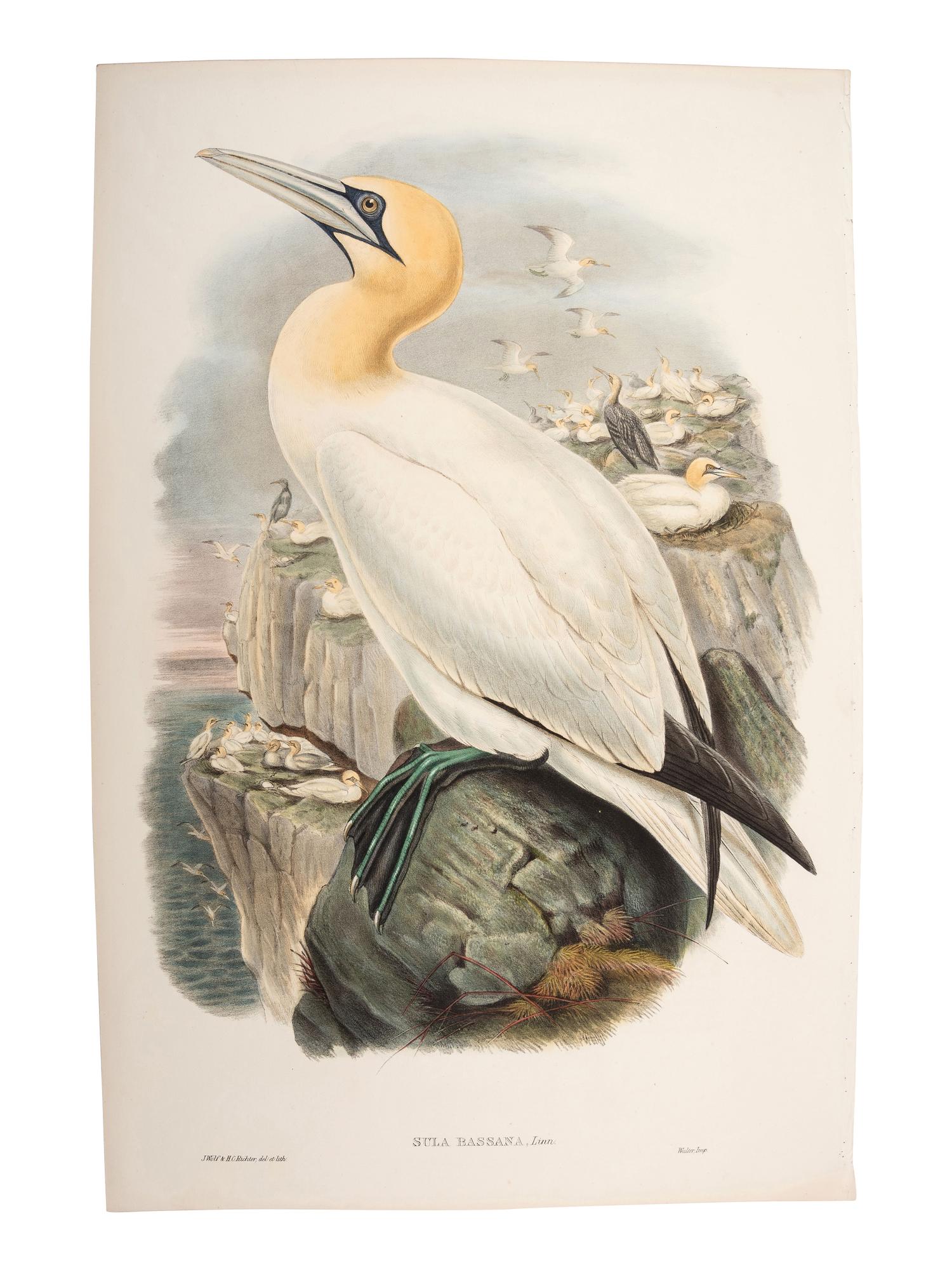 A Collection of Ornithology and Entomology Prints