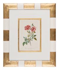 Three Botanical Hand-Colored Engravings after Pancrace Bessa (French, 1772-1846)