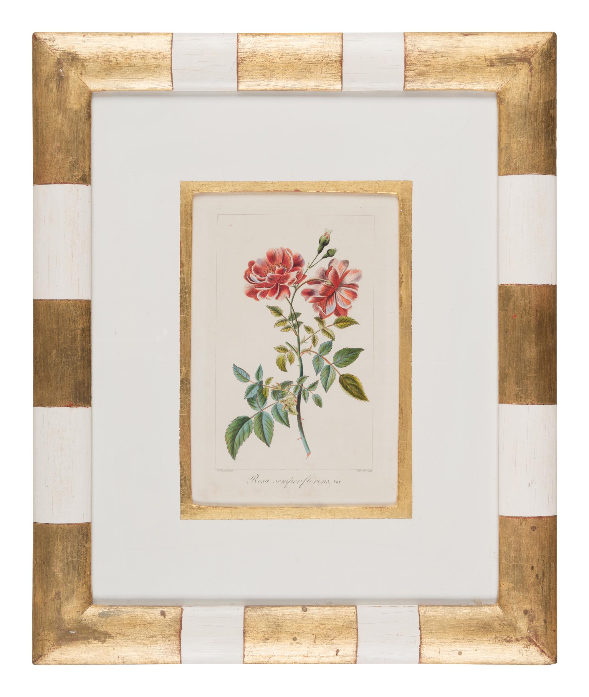 Three Botanical Hand-Colored Engravings after Pancrace Bessa (French, 1772-1846)