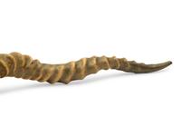 An English Silver Mounted Antelope Horn Snake-Form Cigar Lighter