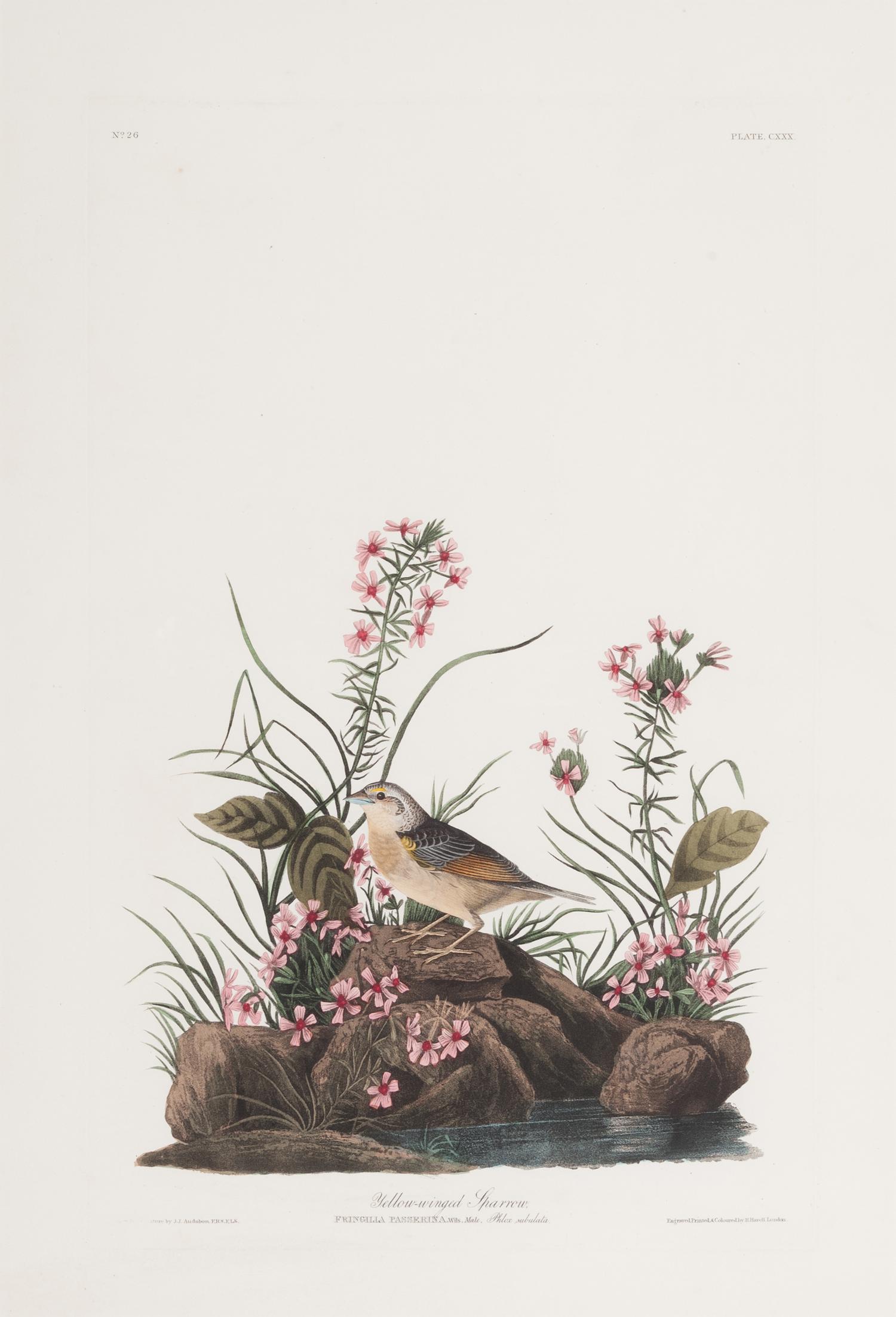 AUDUBON, John James (1785-1851).