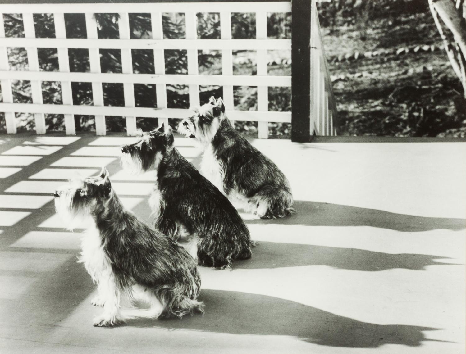 A Group of Three Color Photographs depicting Various Dog Breeds Largest: 19 3/4 x 15 3/4 inches.