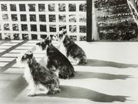 A Group of Three Color Photographs depicting Various Dog Breeds Largest: 19 3/4 x 15 3/4 inches.