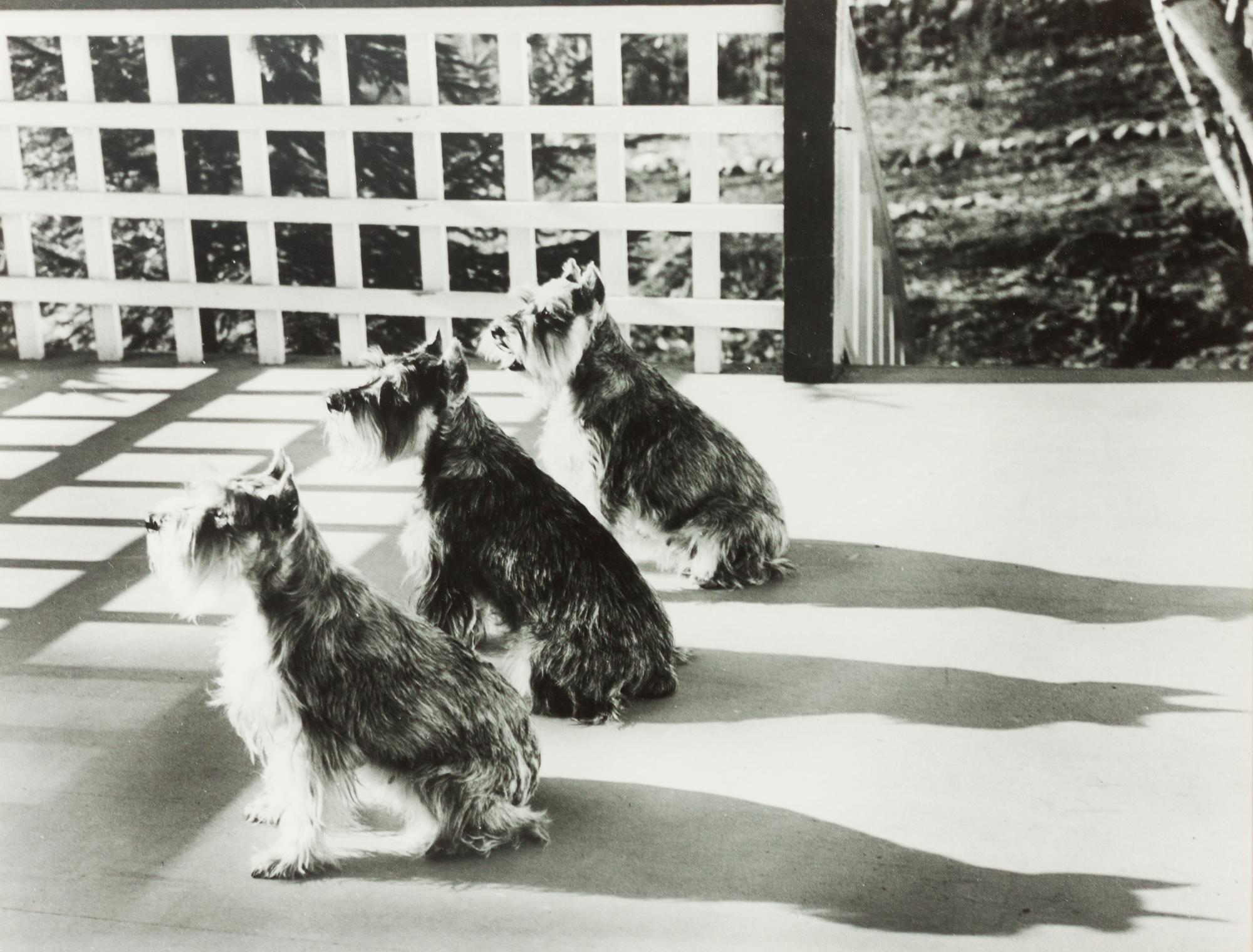 A Group of Three Color Photographs depicting Various Dog Breeds Largest: 19 3/4 x 15 3/4 inches.