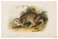 AUDUBON, John James (1808-1851).
