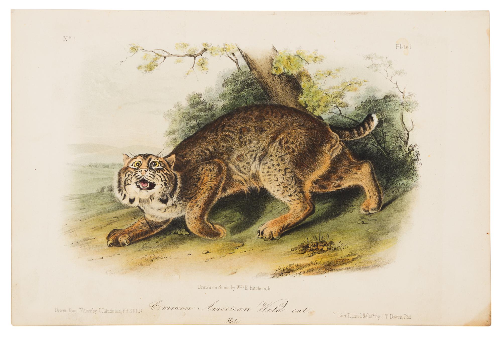 AUDUBON, John James (1808-1851).