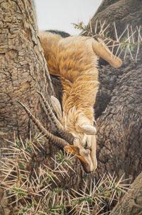 Leopard and Thomson Gazelle Kill