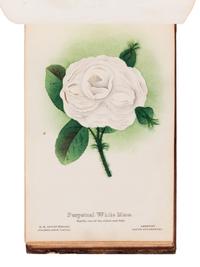[SALESMAN'S CATALOGUE]. DEWEY, D.M. The Nurserymen's Pocket Specimen Book, Colored from Nature, Fruits, Flowers, Ornamental Trees, Shrubs, Roses, &c. A specimen book for John Dixon, Dixon Nurseries, Geneva, NY. Rochester, NY: Keeler & Winfield, 1876.