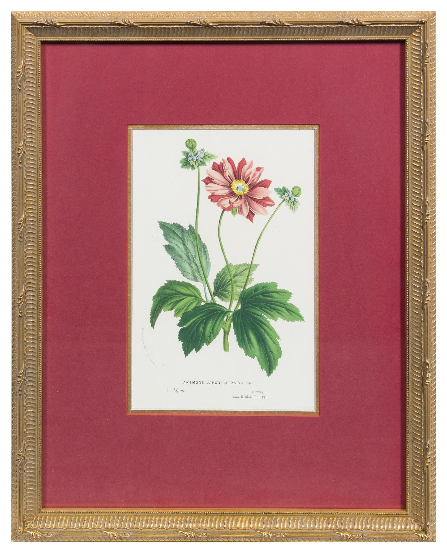 Two Botanical Prints Each 9 1/4 x 6 1/8 inches (visible).
