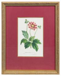 Two Botanical Prints Each 9 1/4 x 6 1/8 inches (visible).