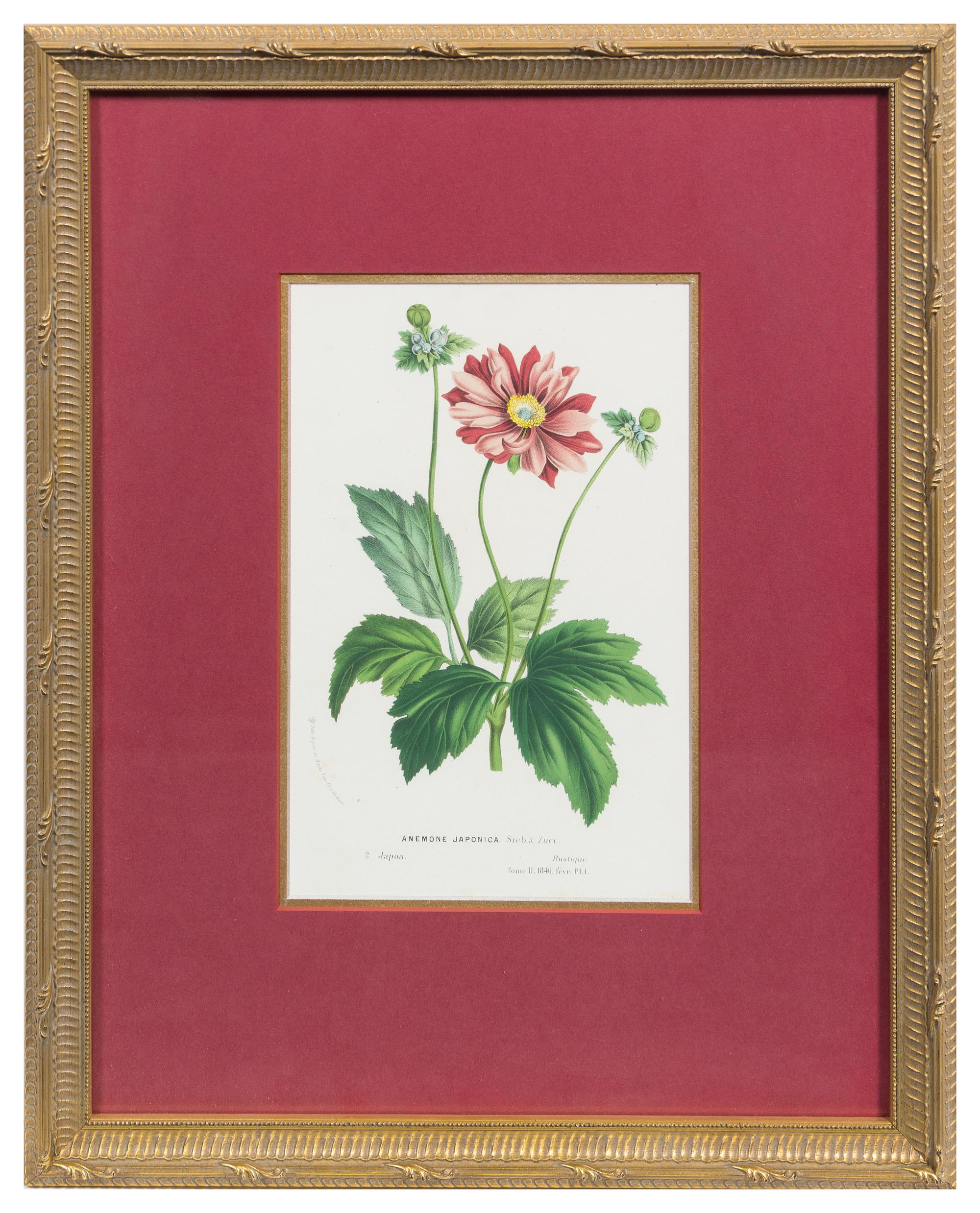 Two Botanical Prints Each 9 1/4 x 6 1/8 inches (visible).