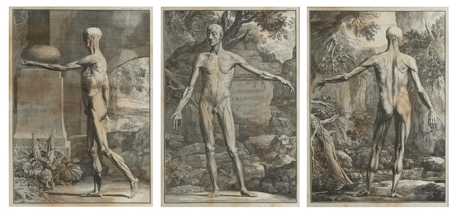 Tabulae sceleti et musculorum corporis humani (three works)