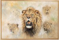 Lion Study