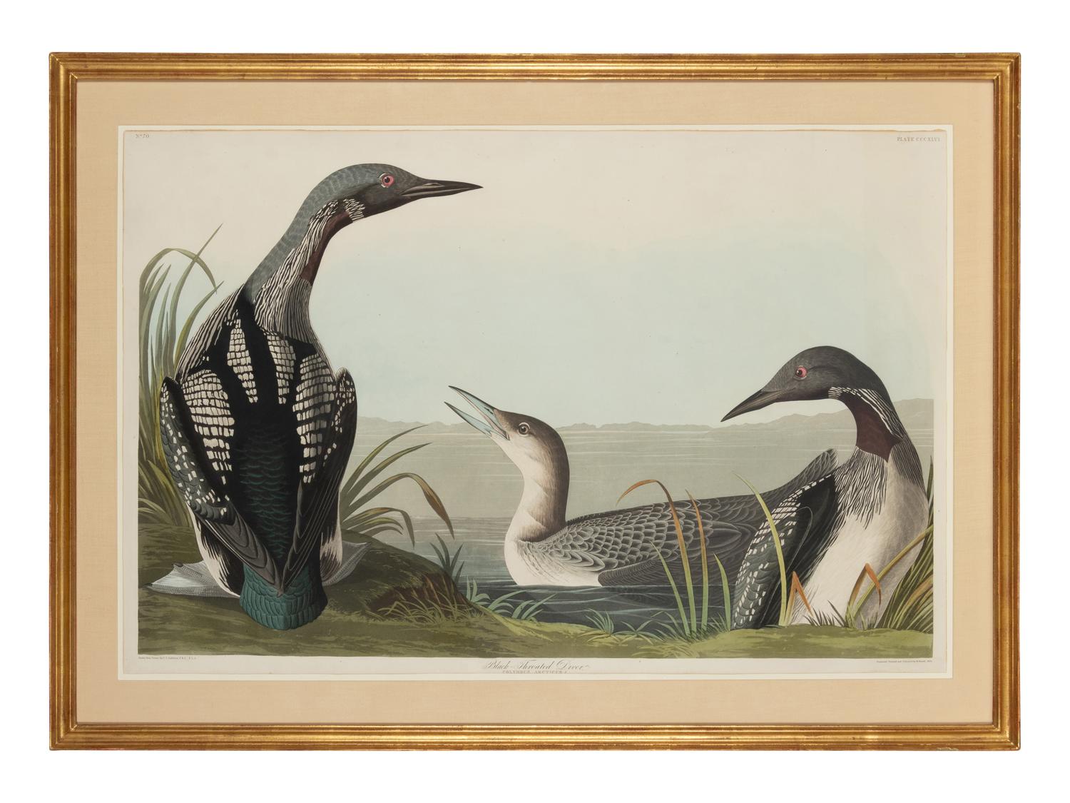 AUDUBON, John James (1785-1851)