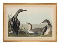 AUDUBON, John James (1785-1851)