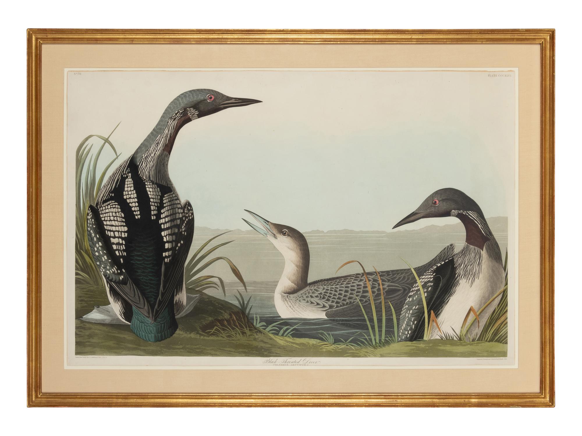 AUDUBON, John James (1785-1851)