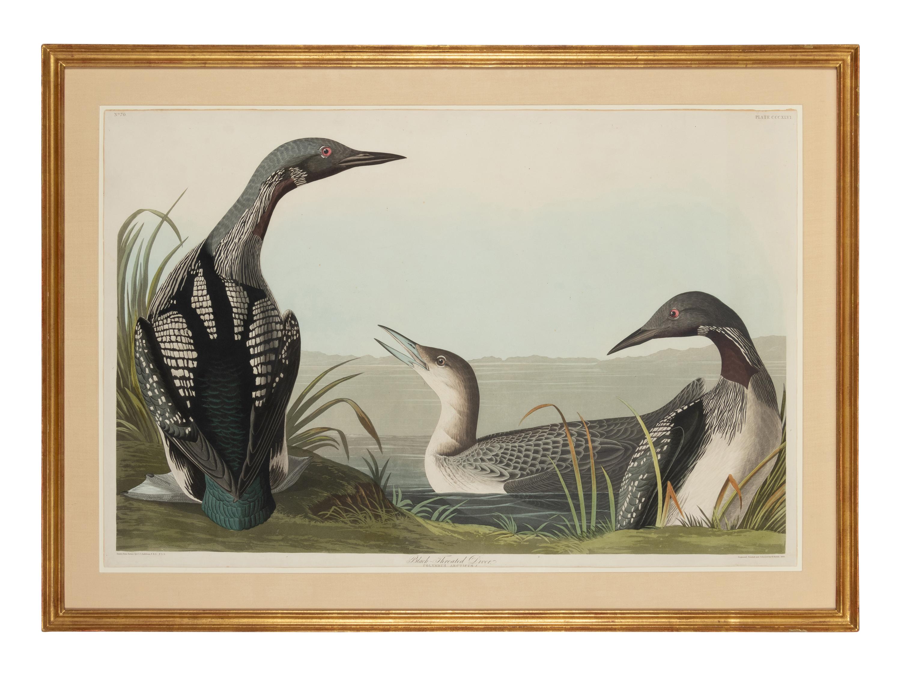 AUDUBON, John James (1785-1851)