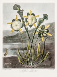 THORNTON, ROBERT, SIR. A group of eight color lithographs from the Temple of Flora, facsimile edition, circa 1951.