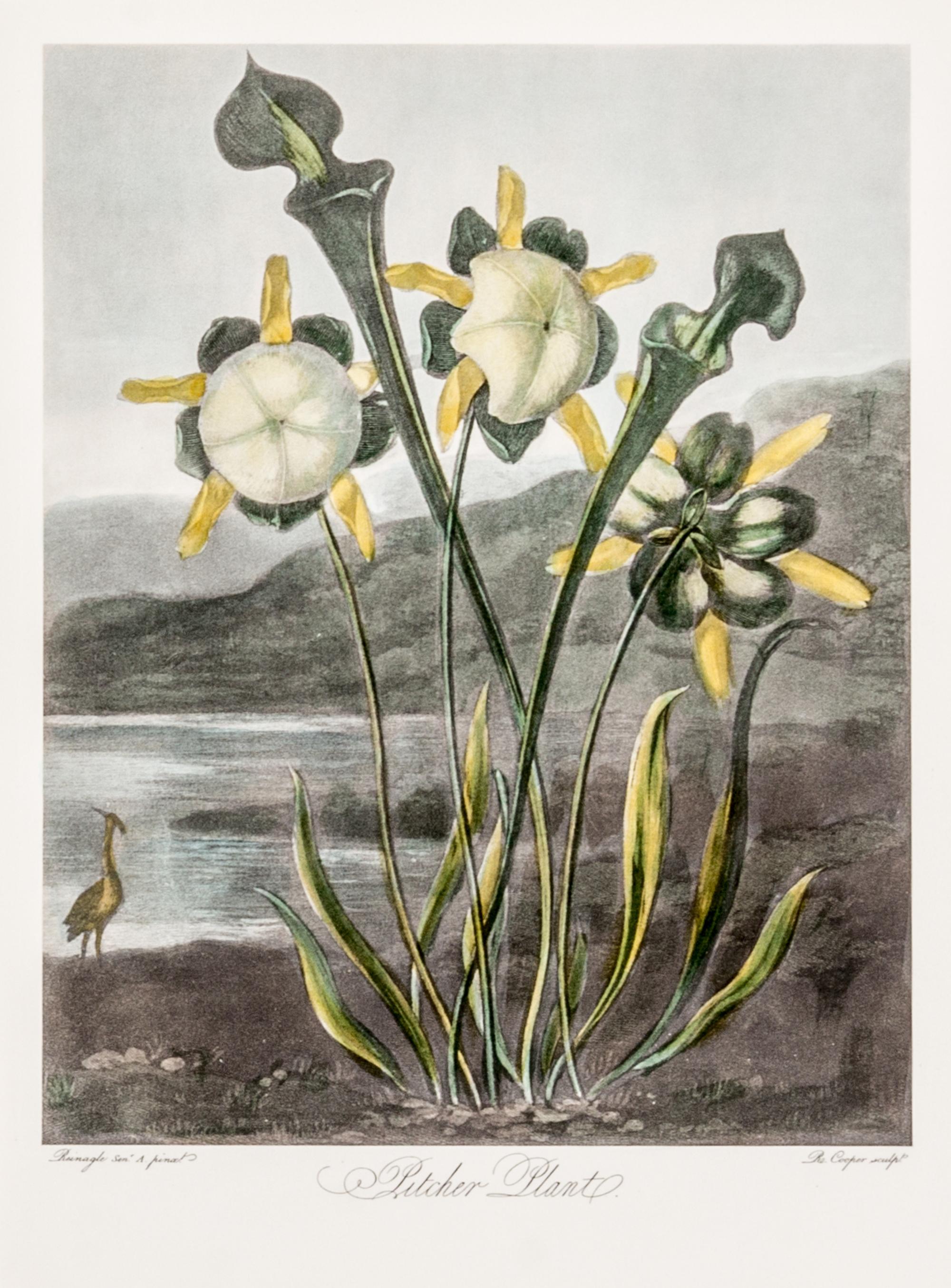 THORNTON, ROBERT, SIR. A group of eight color lithographs from the Temple of Flora, facsimile edition, circa 1951.