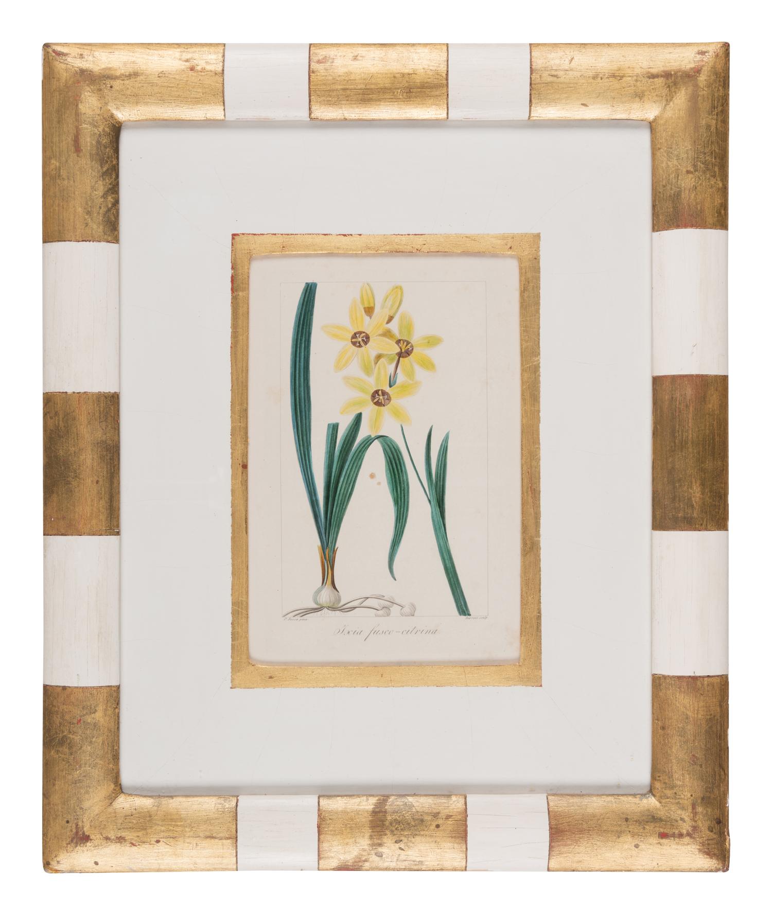 Three Botanical Hand-Colored Engravings after Pancrace Bessa (French, 1772-1846)