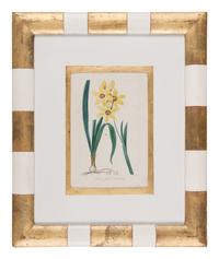 Three Botanical Hand-Colored Engravings after Pancrace Bessa (French, 1772-1846)