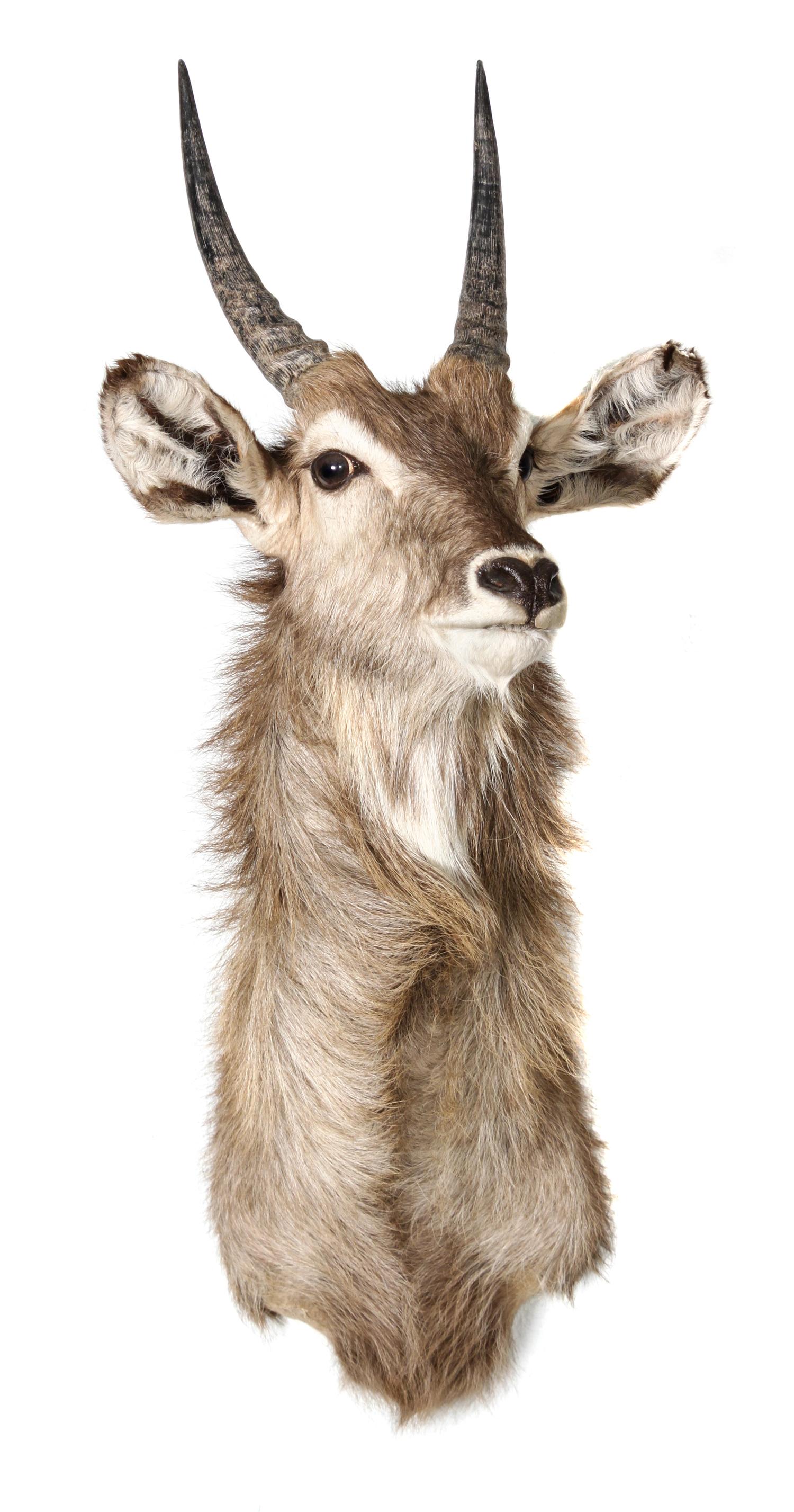 A Waterbuck Shoulder Mount