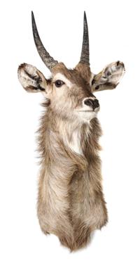 A Waterbuck Shoulder Mount