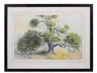 Ruth Eckstein (20th century) Old Oak Tree, 1971 watercolor…