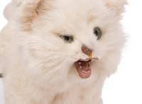 A Walking Cat Automaton by Roullet and Decamps