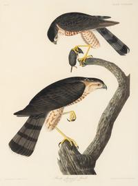 AUDUBON, John James (1785-1851). Sharp-shinned Hawk (Plate CCCLXXIV) Falco Velox, Wilson