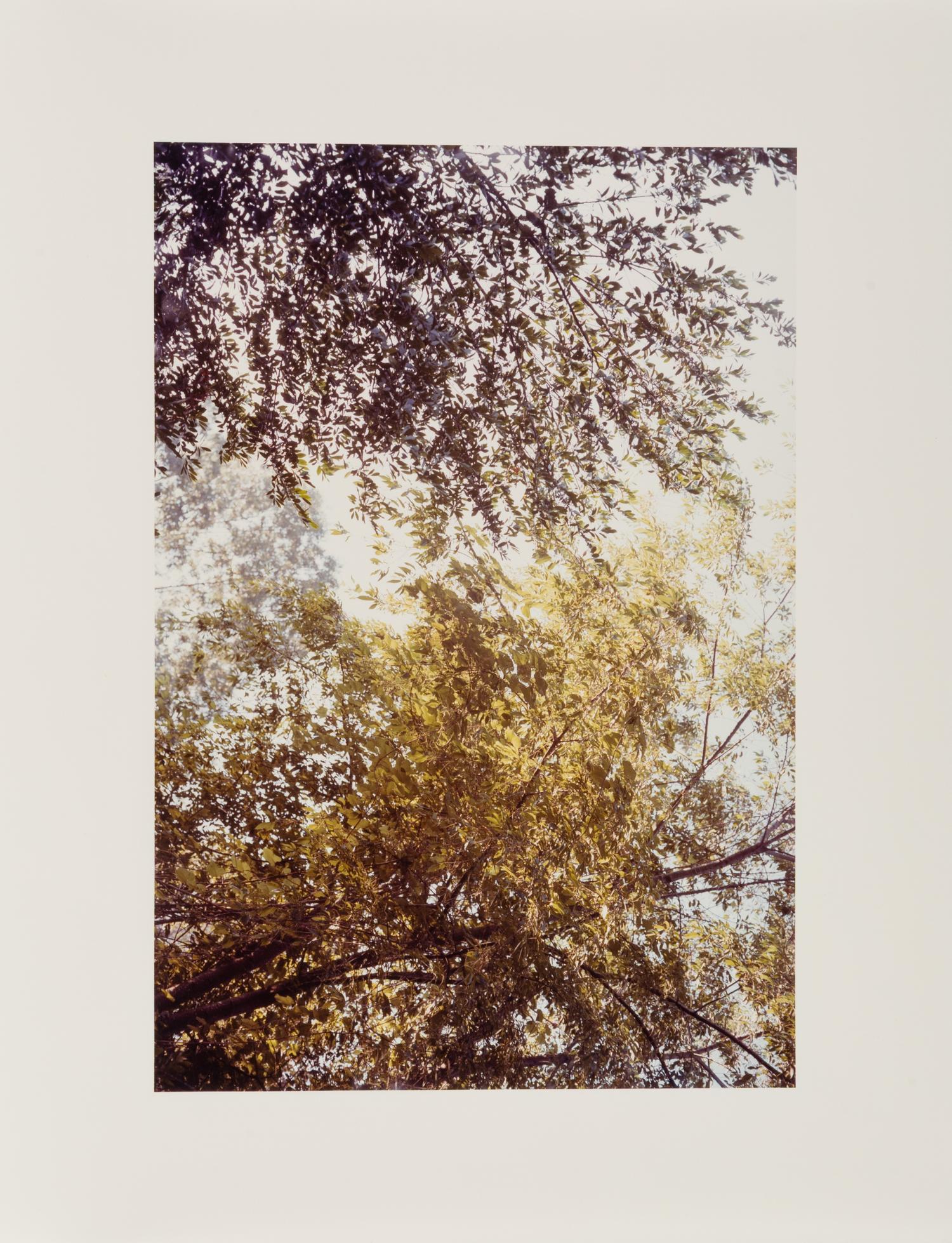 Untitled , 1978