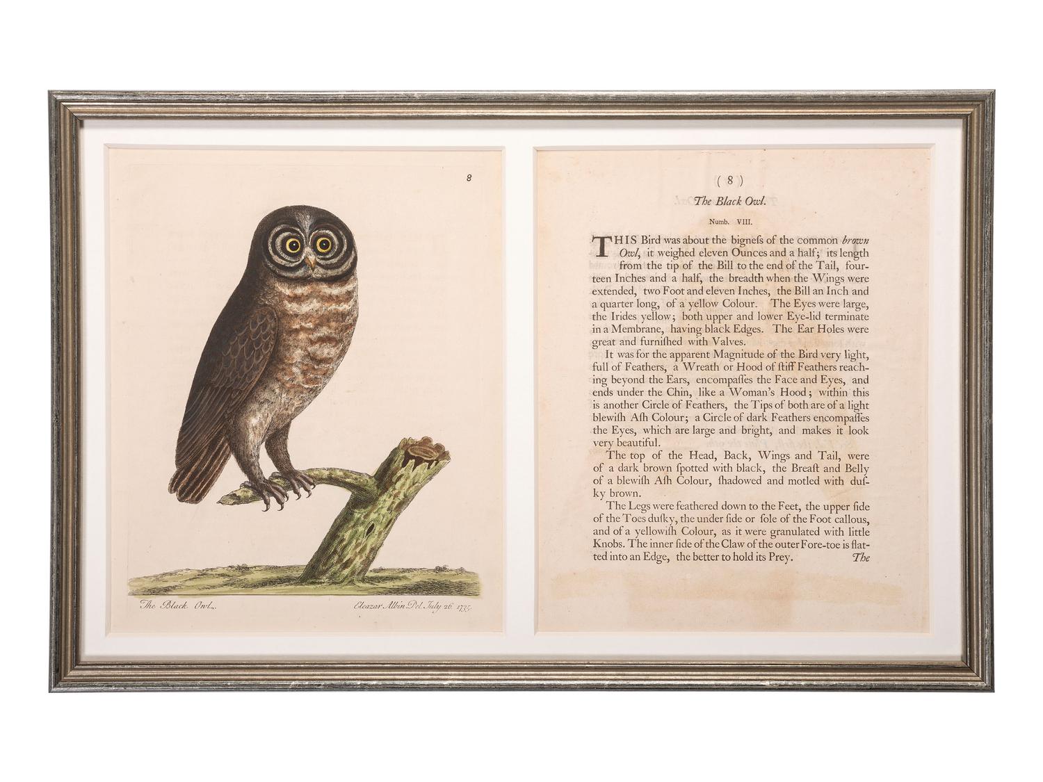 Five Eleazar Albin (English, 1690-1742) Hand Colored Engravings of Owls