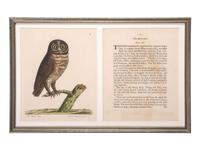 Five Eleazar Albin (English, 1690-1742) Hand Colored Engravings of Owls