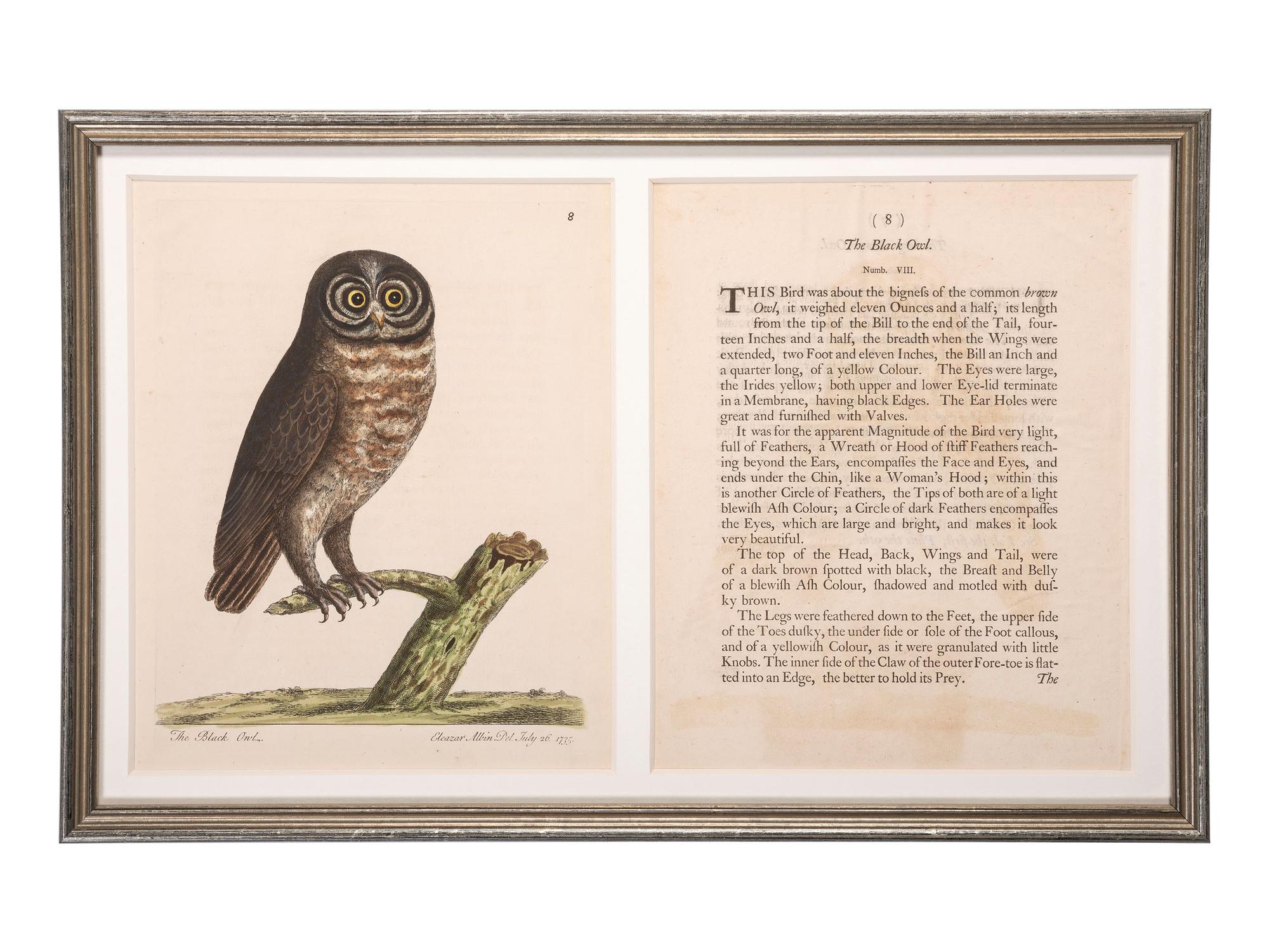 Five Eleazar Albin (English, 1690-1742) Hand Colored Engravings of Owls