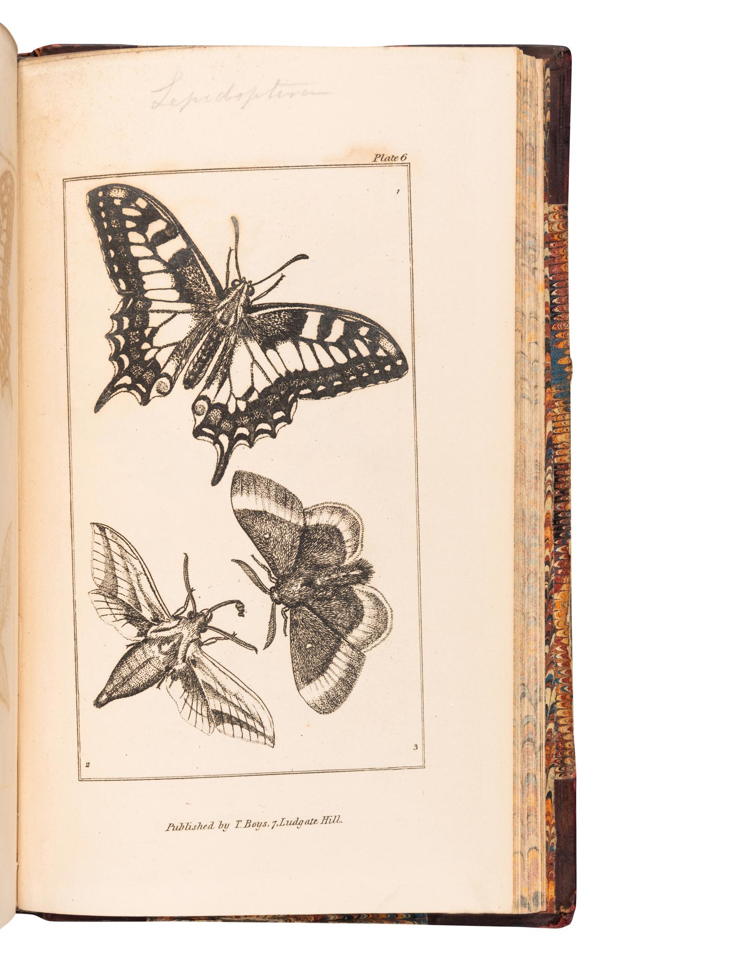 [ENTOMOLOGY & BEETLES]. A group of 47 works, comprising: