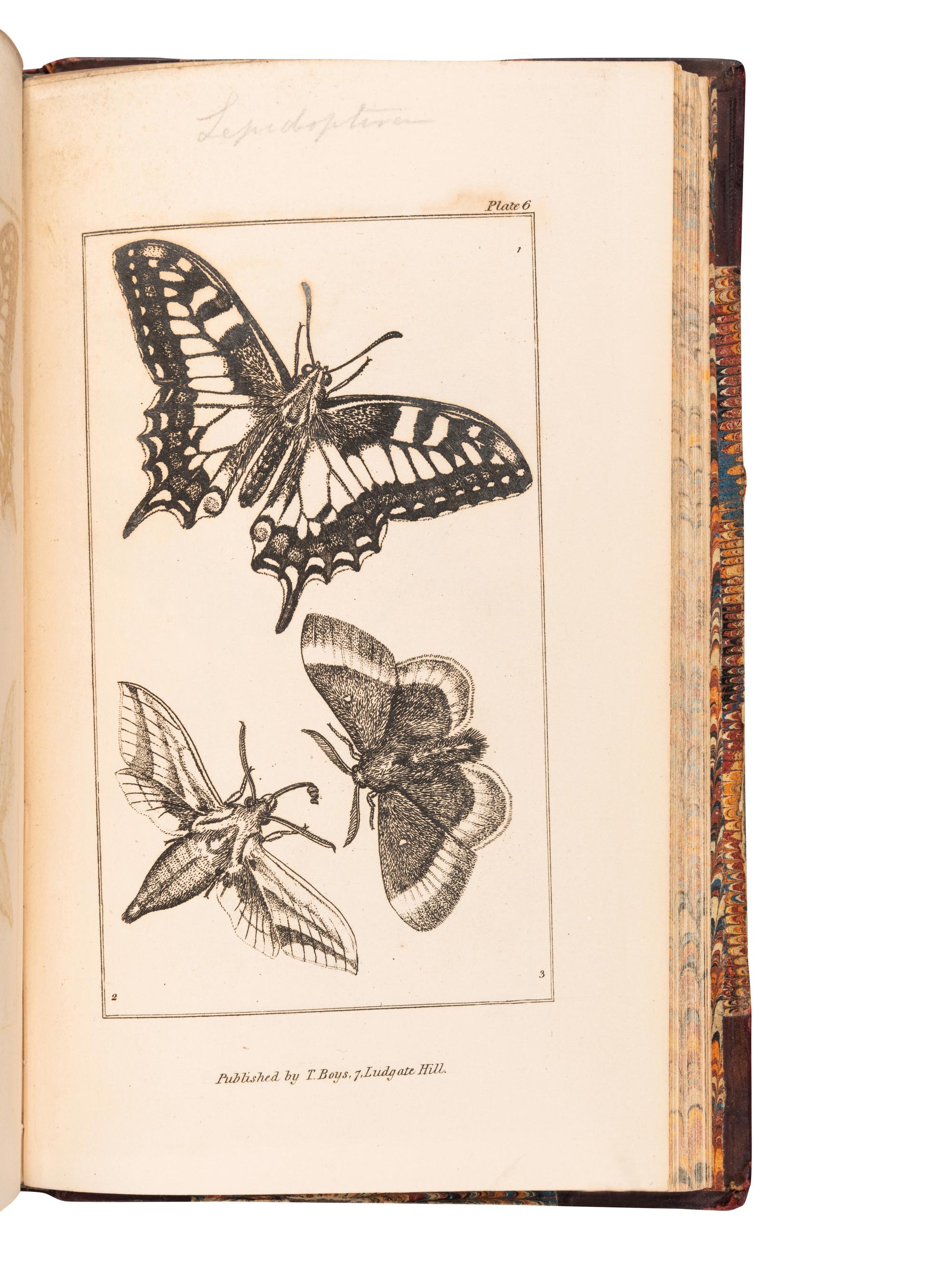 [ENTOMOLOGY & BEETLES]. A group of 47 works, comprising: