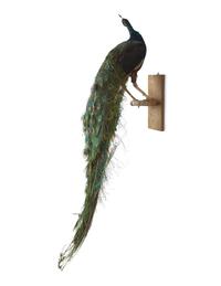 A Taxidermy Peacock ( Pavo cristatus)