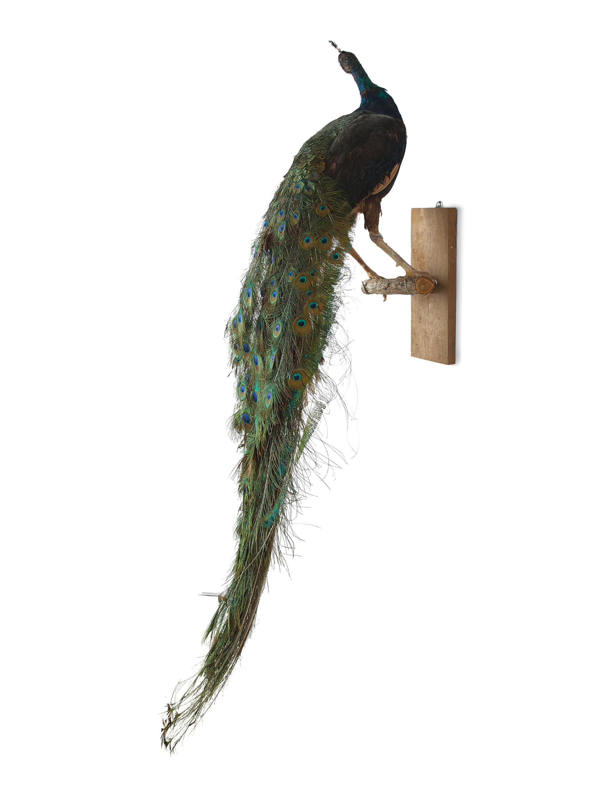 A Taxidermy Peacock ( Pavo cristatus)