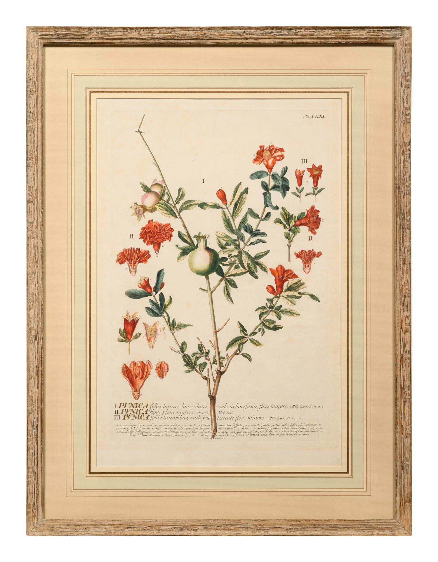 A Set of Six Botanical Artworks