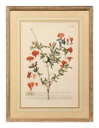 A Set of Six Botanical Artworks