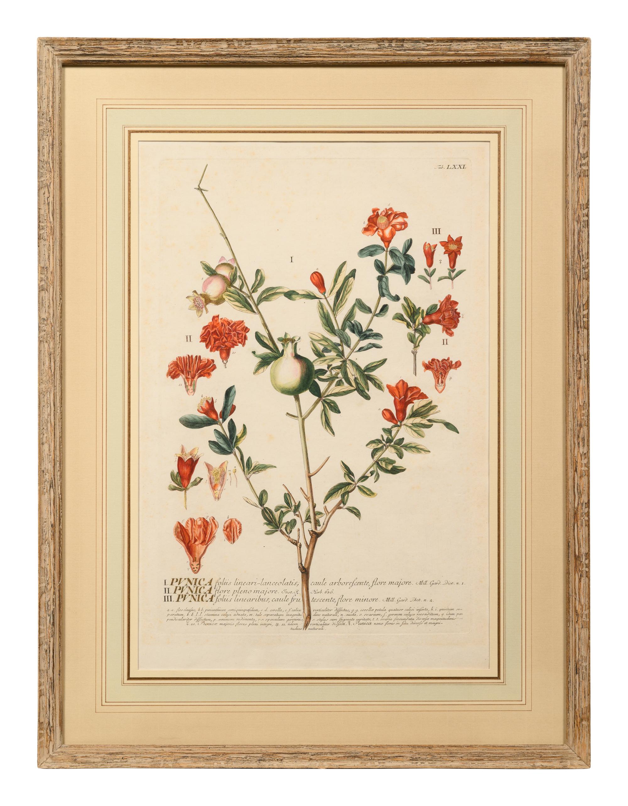 A Set of Six Botanical Artworks