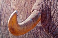 Tusk