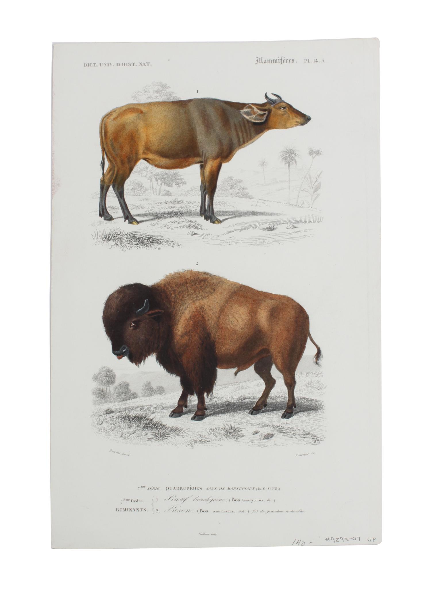 Eight Hand Colored Animal Engravings Height 10 1/2 x width 13 1/4 inches (largest) — LATE 19TH/EARLY 20TH CENTURY