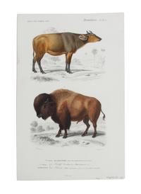 Eight Hand Colored Animal Engravings Height 10 1/2 x width 13 1/4 inches (largest) — LATE 19TH/EARLY 20TH CENTURY