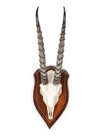 Gemsbok Skull and Antler Mount