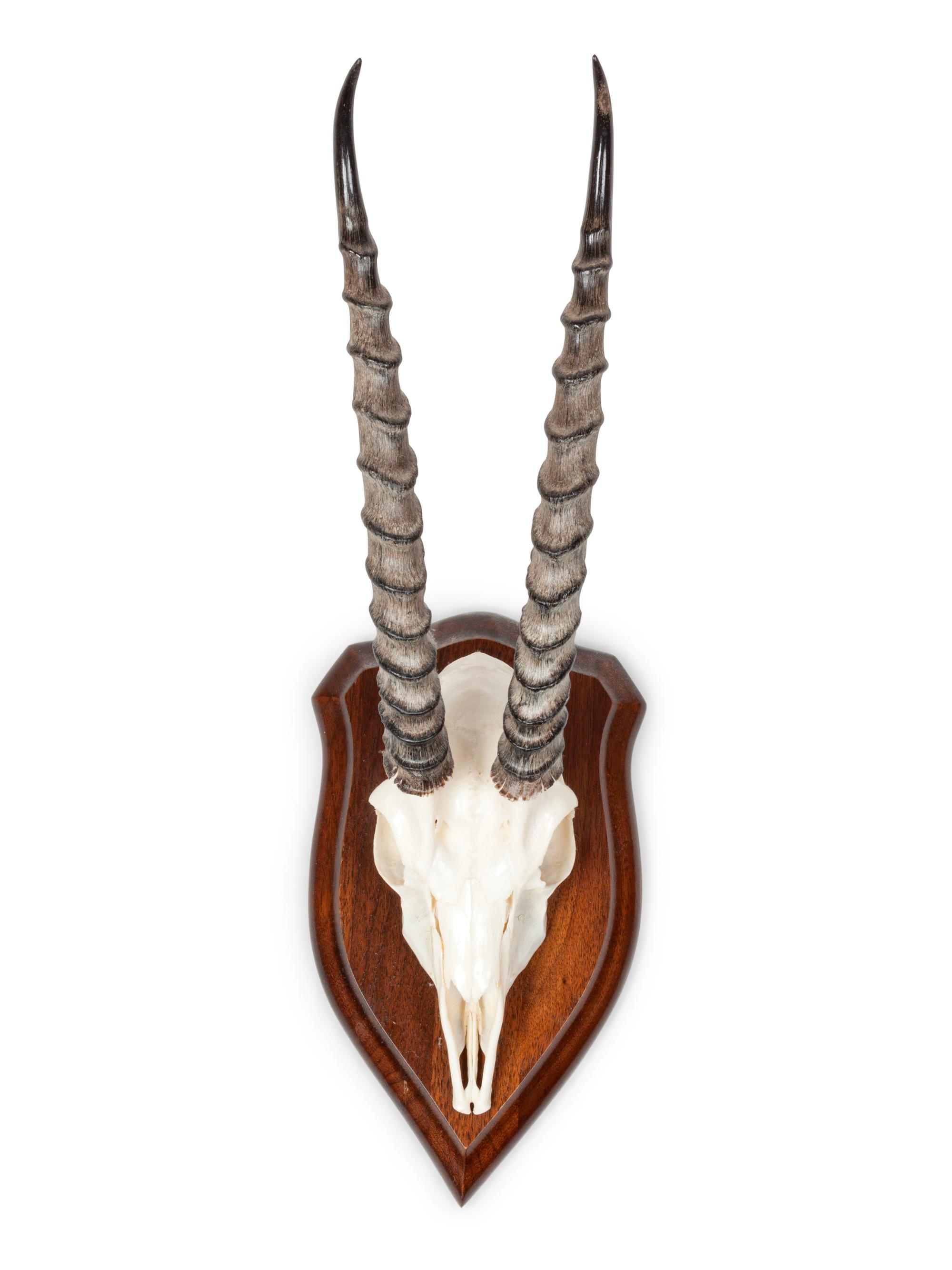 Gemsbok Skull and Antler Mount