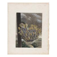 [Natural History] Thornton, Robert John. Group of 18 botanical plates from the 1812 quarto edition of "Temple of Flora"