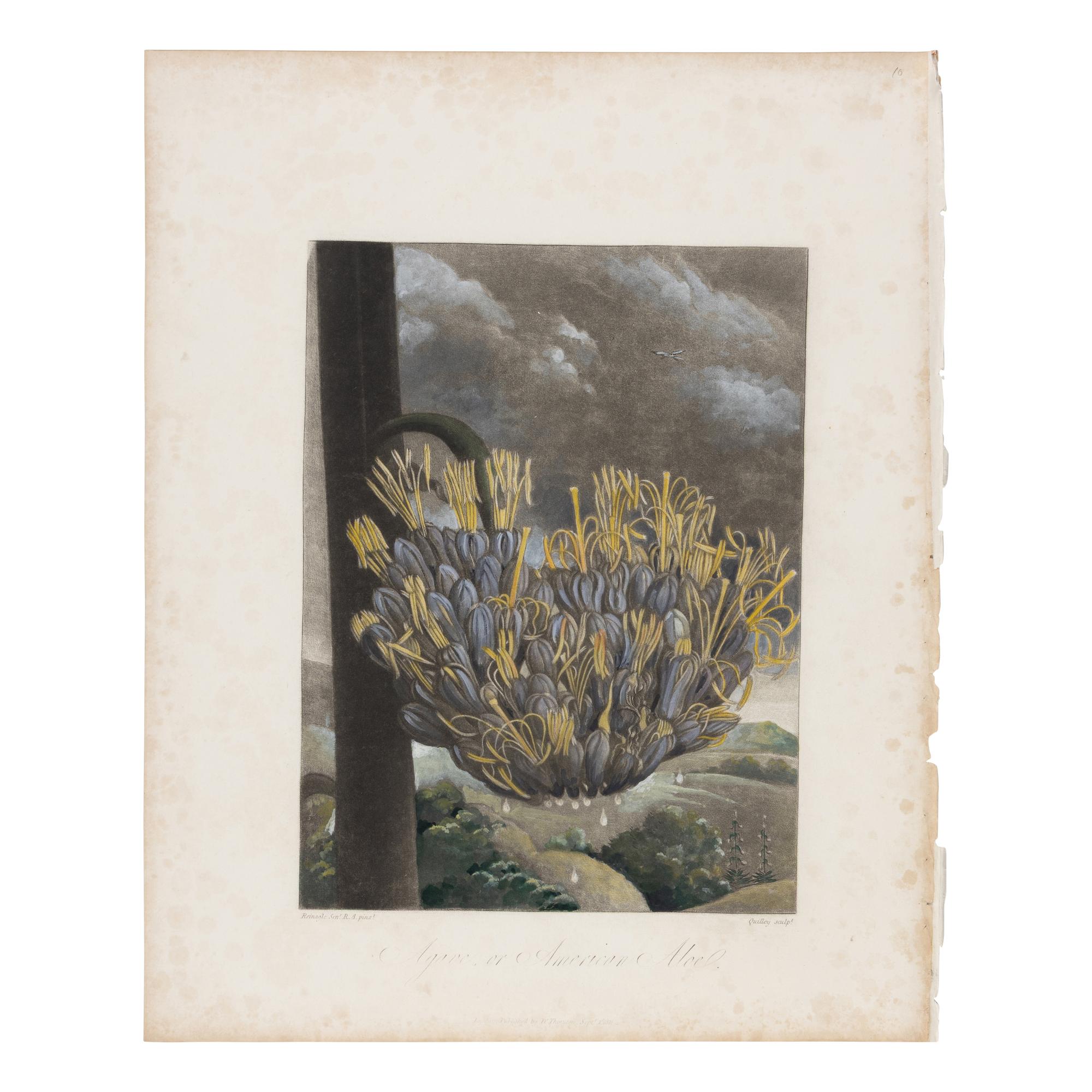 [Natural History] Thornton, Robert John. Group of 18 botanical plates from the 1812 quarto edition of "Temple of Flora"