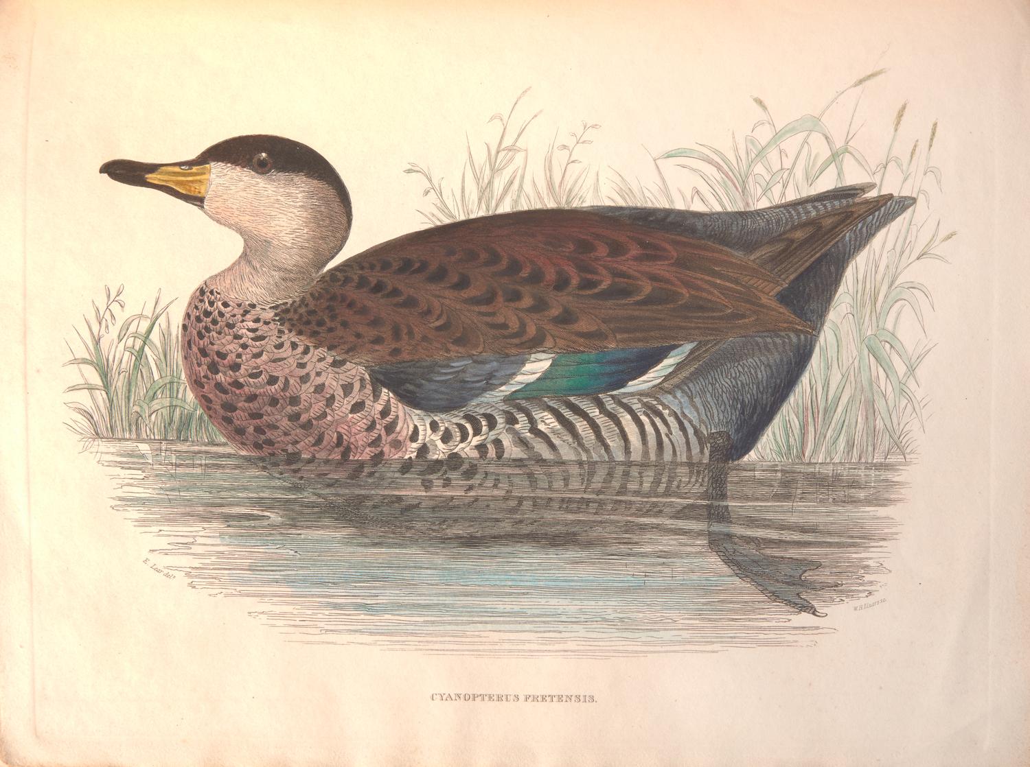[Natural History] [Jardine, Sir William]. Sir William Jardine's Illustrations of the Duck Tribe
